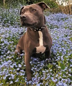 Staffordshire Bull Terrier Paint By Number