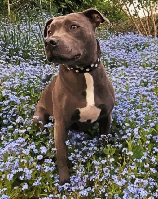 Staffordshire Bull Terrier Paint By Number