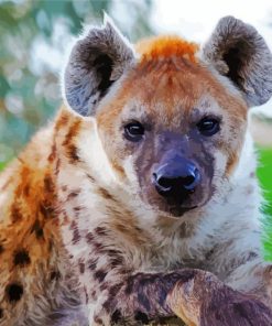 The Animal Spotted Hyena Paint By Number