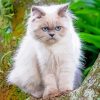 The Himalayan Cat Paint By Number