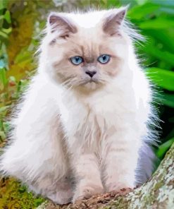 The Himalayan Cat Paint By Number