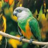 The Senegal Parrot Paint By Number