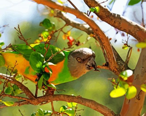 The Senegal Parrot Bird Paint By Number