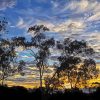 Trees At Sunrise Paint By Number