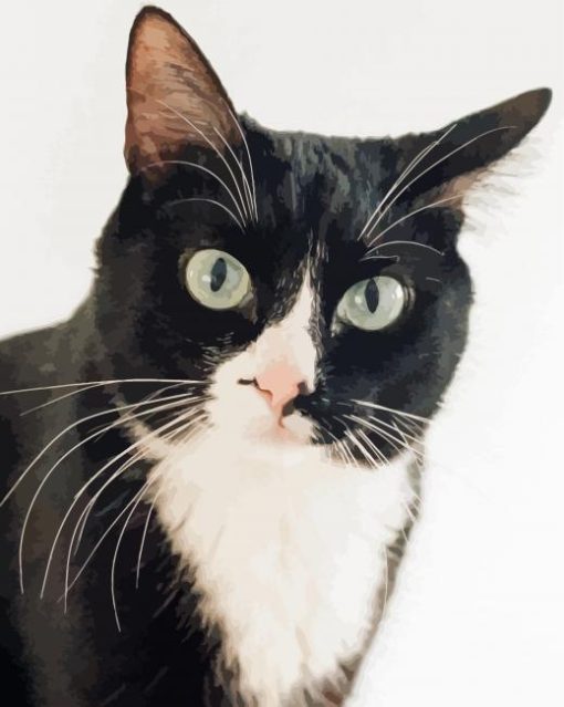 Tuxedo Cat Paint By Number
