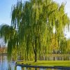 Weeping Willow Tree Paint By Number