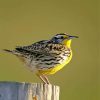 Western Meadowlark Bird Paint By Number