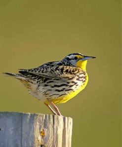 Western Meadowlark Bird Paint By Number