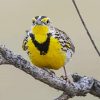 Western Meadowlark On Branch Paint By Number