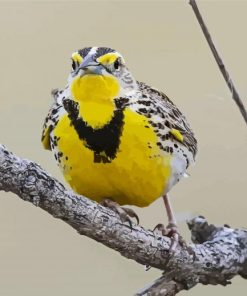 Western Meadowlark On Branch Paint By Number