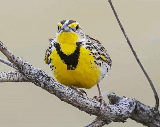 Western Meadowlark On Branch Paint By Number