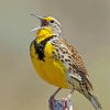 Western Meadowlark Paint By Number