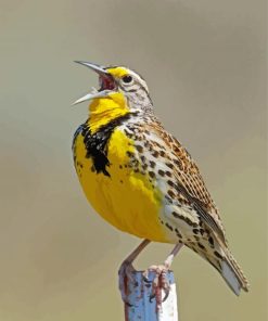 Western Meadowlark Paint By Number