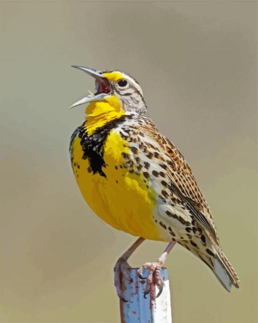 Western Meadowlark Paint By Number