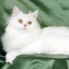 White Himalayan Cat Paint By Number