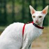 White Cornish Rex Cat Paint By Number