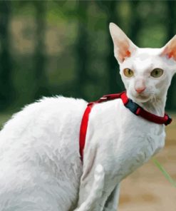 White Cornish Rex Cat Paint By Number