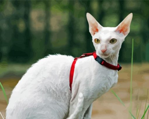 White Cornish Rex Cat Paint By Number