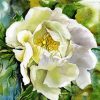 White Peony Art Paint By Number