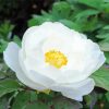 White Peony Flower Paint By Number