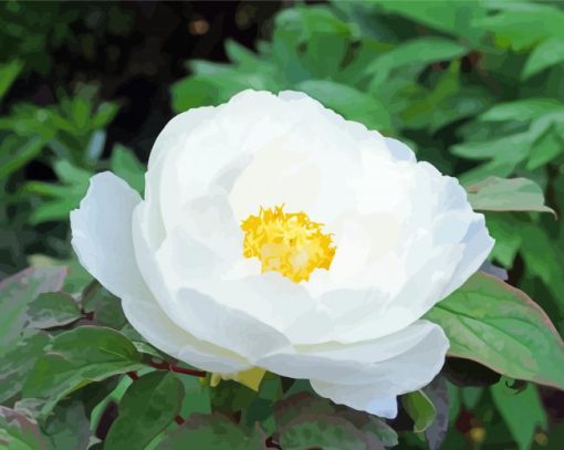 White Peony Flower Paint By Number