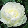 White Peony Paint By Number