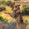 Wild Animals Dancing Art Paint By Number