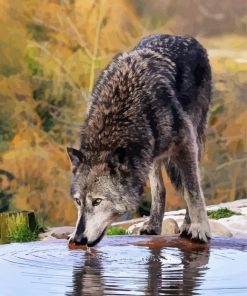 Wolf Drinking In Forest Paint By Number