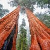 Wonderful Giant Sequoia Paint By Number