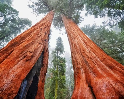 Wonderful Giant Sequoia Paint By Number