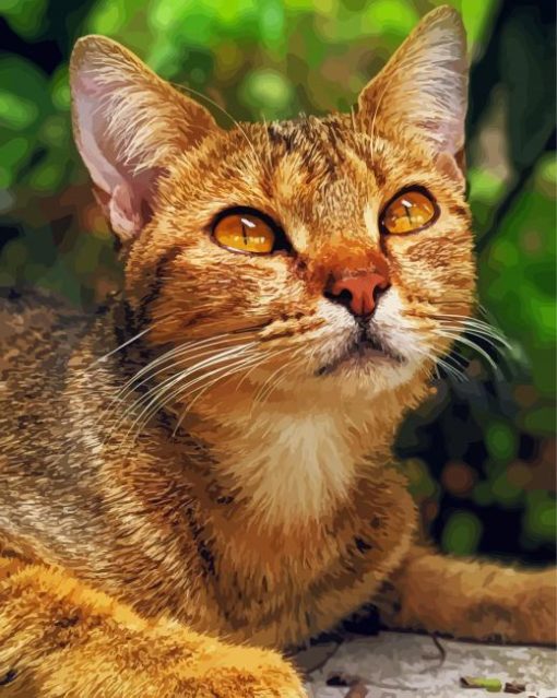 Adorable Abyssinian Cat Paint By Number