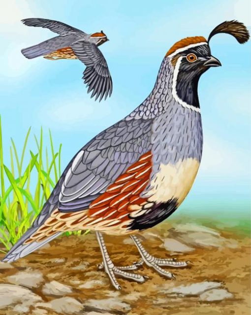 Aesthetic Gambel's Quail Paint By Number