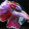 Beautiful Purple Betta Fish Paint By Number