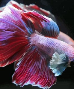 Beautiful Purple Betta Fish Paint By Number