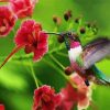 Beautiful Hummingbird Paint By Number