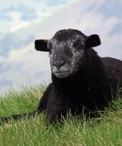 Black Herdwick Sheep Paint By Number