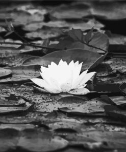 Black And White Lily Flower Paint By Number