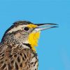 Close Up Western Meadowlark Paint By Number