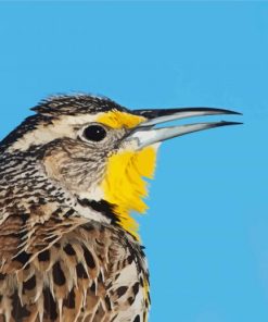 Close Up Western Meadowlark Paint By Number