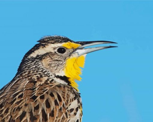 Close Up Western Meadowlark Paint By Number