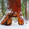 Giant Sequoia In Winter Paint By Number