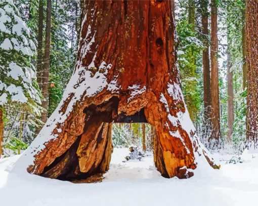 Giant Sequoia In Winter Paint By Number