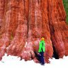 Giant Sequoia Paint By Number