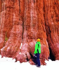 Giant Sequoia Paint By Number