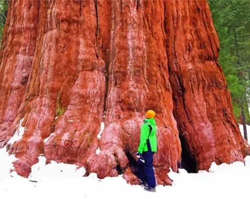 Giant Sequoia Paint By Number