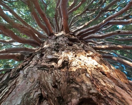 Giant Sequoia Tree Paint By Number