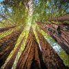 Giant Sequoia Trees Paint By Number