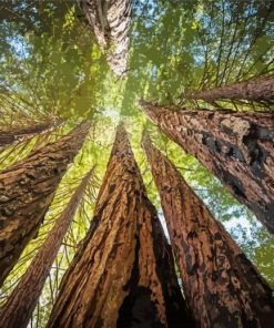 Giant Sequoia Trees Paint By Number