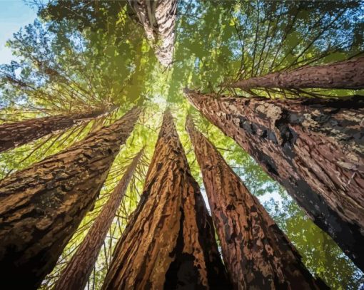 Giant Sequoia Trees Paint By Number