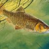 Golden Chub Fish Paint By Number